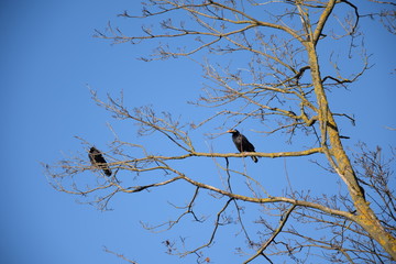 birds on a tree