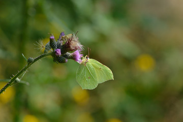 Zitronenfalter (Gonepteryx rhamni)	