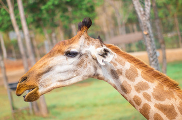 Closeup the face and head of giraffe in the zoo © Hatori_Shisuka