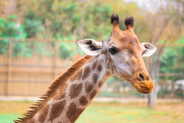 Closeup the face and head of giraffe in the zoo