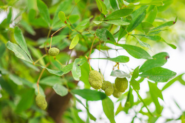 Raw fruits of Maerua Siamensis with green leaves on tree in tropical forest