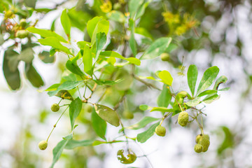Raw fruits of Maerua Siamensis with green leaves on tree in tropical forest