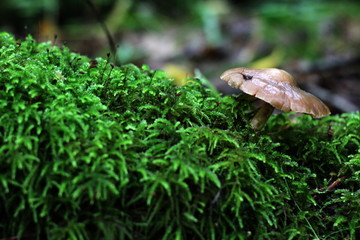 Marshrooms in the fores