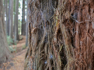 huge redwood trees at  Hamurana Springs, Rotorua, New Zealand