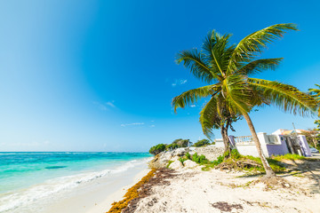 Palm tree and white sand in Raisins Clairs beach