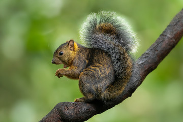 Beautiful and cute little squirrel sitting on a branch and eating piece of banana on a green background. Typical in Central America. Clever, amazing and fast.  Pure nature at its best. Wildlife shot.