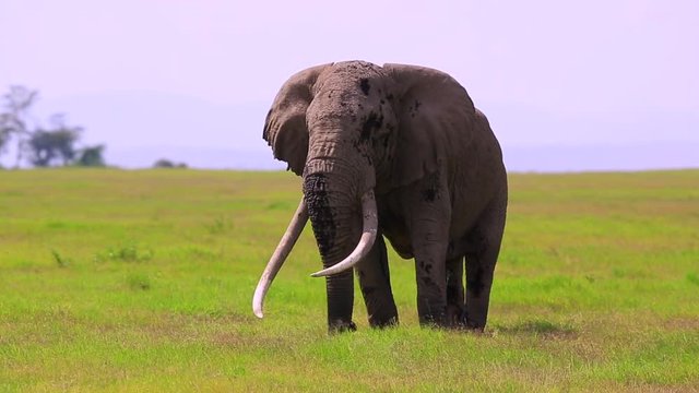 Famous Amboseli National Park Elephant "Tim" with enormous ivory tusks