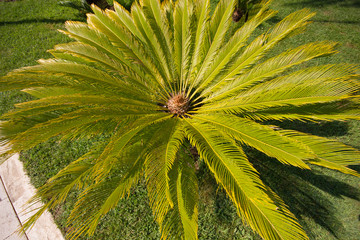 Top view of the palm tree. Background of radial stems and green leaves.