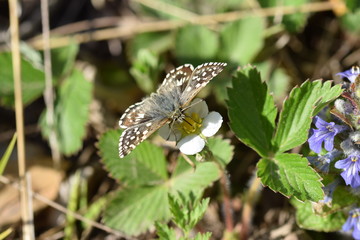 Fototapeta na wymiar Würfelfalter, Schmetterling