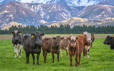 Cattle Cows In Grazing Field