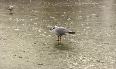  Gray seagull on the ice of the lake under stress from frost