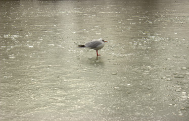  Lonely gray seagull on the ice of a frozen city pond
