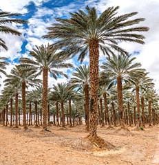 Fototapeta na wymiar Plantation of date palms, agriculture industry in desert areas of the Middle East