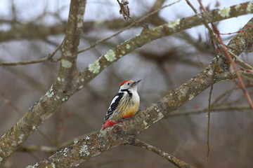The Woodpecker lies sideways to the camera between two converging arcs of branches