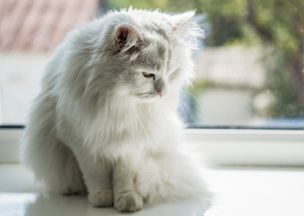 White cute beautiful very fluffy cat with orange eyes sits on a windowsill and looks out the window into street.