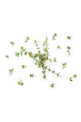 Fresh twig with leaves of organic thyme from the garden seen from above isolated on a white background.