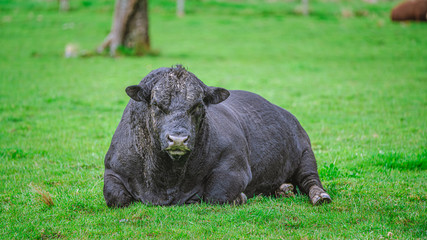 Black Bison In Green Field