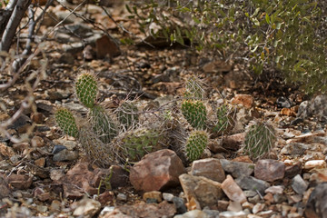Fototapeta na wymiar View of Porcupine Prickly Pear Cactus