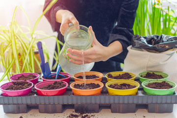 child growing and watering seedlings and plants at home garden in colorful pots, ecology concept