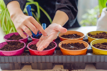 child growing seedlings and plants at home garden in colorful pots, ecology concept, selective focus