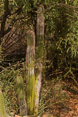 View of Sonoran Old Man Cactus, Pilosocereus alensis