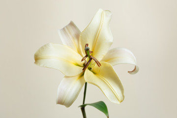 Fototapeta na wymiar Tender yellow lily flower isolated on a beige background.