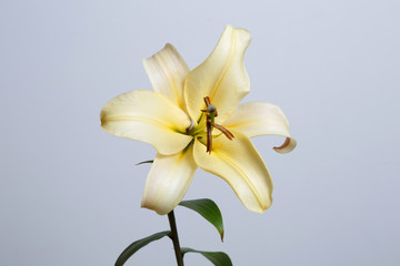 Tender yellow lily flower isolated on gray background.