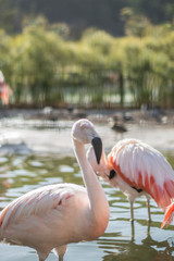 flamingo in zoo