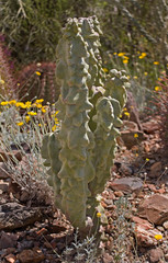 View of Totem Pole Cactus, Pachycereus Schottii Monstrosus