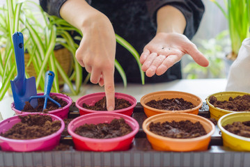 child growing seedlings and plants at home garden in colorful pots, ecology concept, selective focus