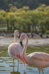 flamingo in the zoo