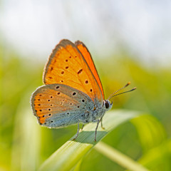 Obraz na płótnie Canvas The large copper (Lycaena dispar) is a butterfly of the family Lycaenidae.