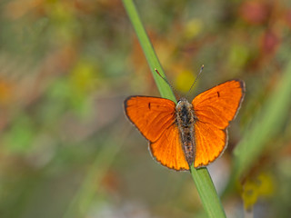 The large copper (Lycaena dispar) is a butterfly of the family Lycaenidae.