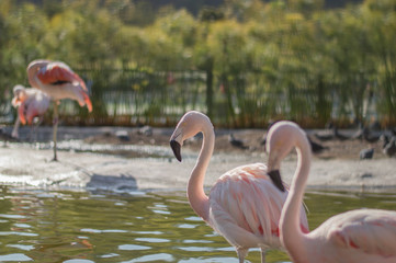 flamingo in zoo