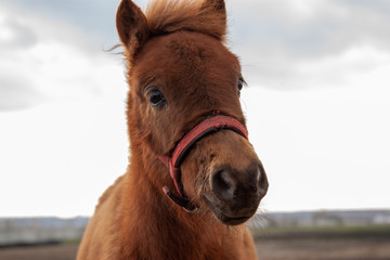 Cute pony