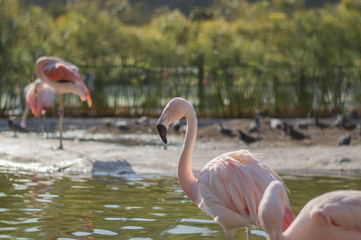 flamingo in zoo