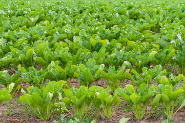Un champs de betteraves avec ses feuilles vertes.  A field of beets with its green leaves.
