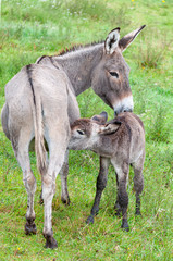 Naklejka na ściany i meble une ânesse grise allaite son petit dans un champs. a gray donkey breastfeeds its young in a field.