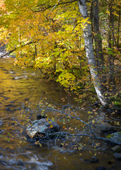 Autumn color along the banks of the Manitowish River in northern Wisconsin, USA.
