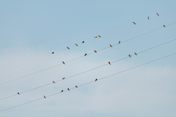 bande d'oiseaux, hirondelles, posées et alignées sur des fils electriques. flock of birds, swallows, posed and aligned on electric wires. © Thierry Rambaud