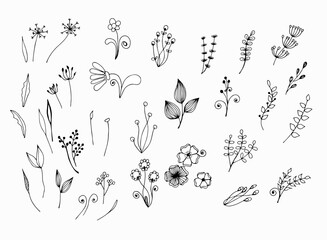 Black and white graphic drawing of stems, flowers, leaves. Hand drawn sketch. White isolate. Stock illustration. Line sketch.