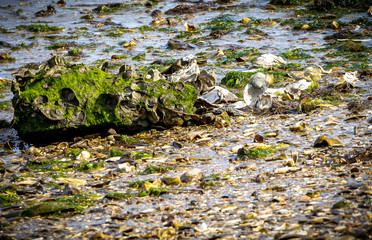 Low Tide Oyster Seaweed Treasures
