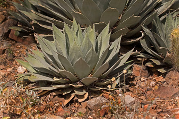 Fototapeta premium View of Huachuca Agave, Agave parryi var. huachucensis