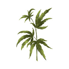 Fototapeta premium Digital illustration of a beauty green modern hemp leaf green. Print for packaging, banners, cards, fabrics, wrapping paper, branding, invitations, posters, advertising.