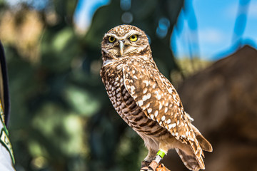 Burrowing owl