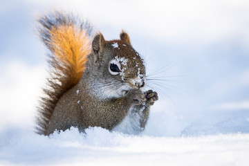Squirrel at bird feeder eating bird seed in  winter.