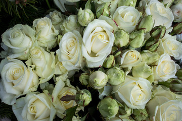 Bouquets of white roses, a beautiful backdrop for greeting card.