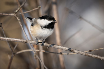 Black-capped Chickadee perched in a tree near a bird feeder during winter.