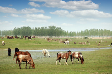 herd of horses and others farm animals in field in spring landscape