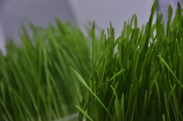 grass on green background